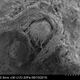 Microscopic image of the Neanderthal cord.